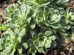 Saxifraga Cochlearis